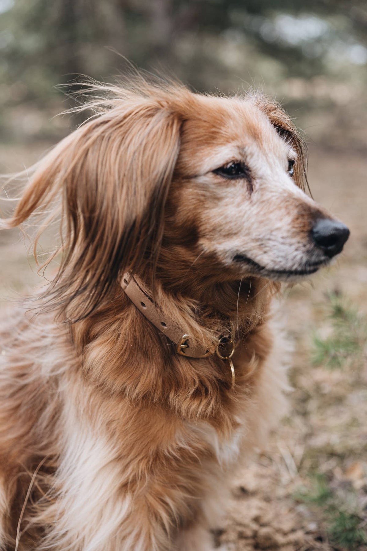 Collare in pelle per cani Fir Marrone, Taglia XS – BAND&ROLL