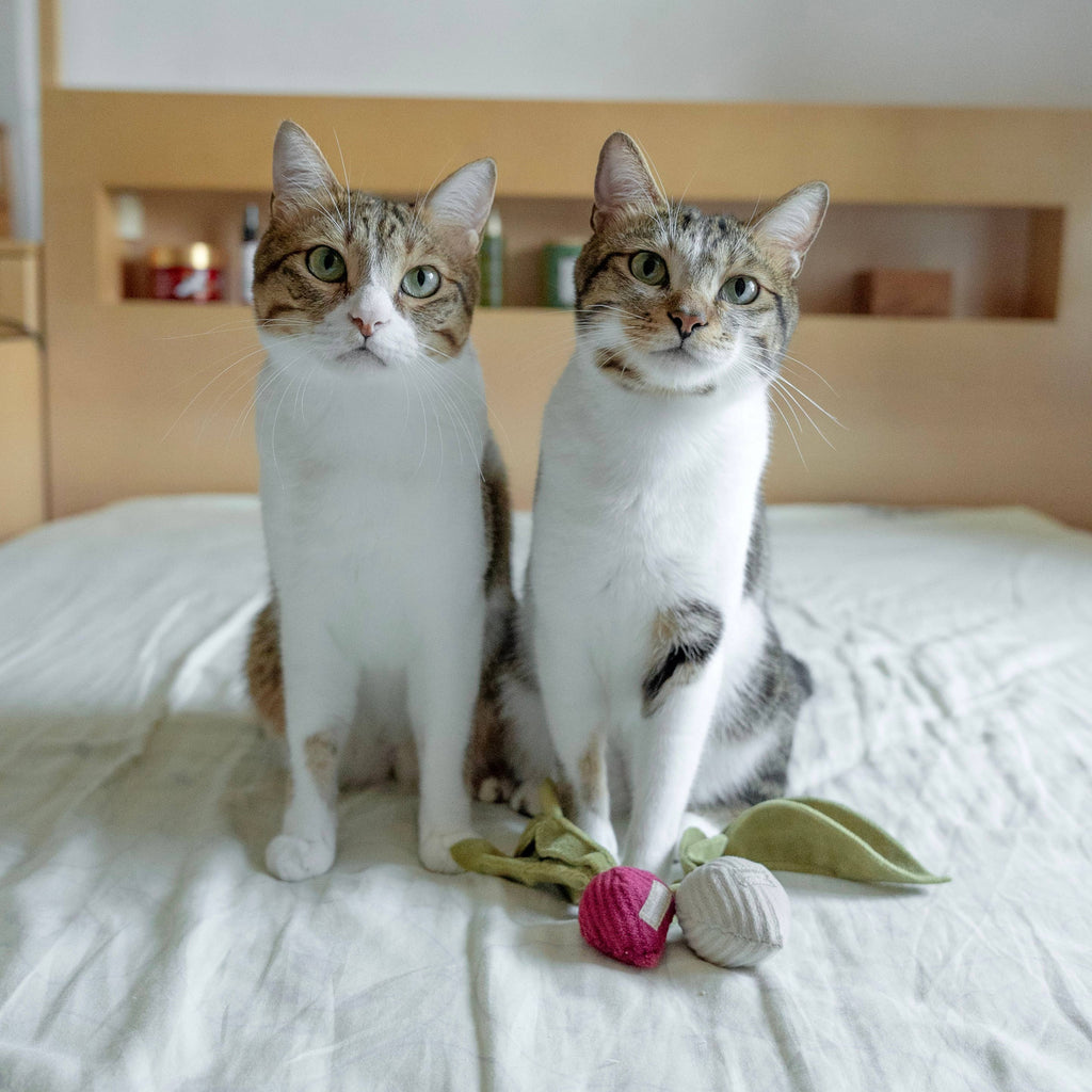 Gioco con erba gatta KITTY RADISH Beetroot – Lambwolf Collective