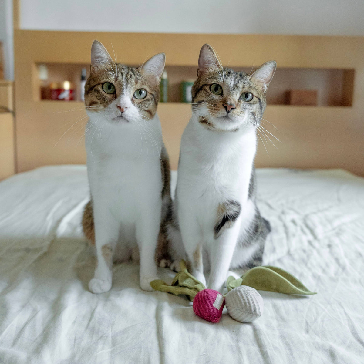 Gioco con erba gatta KITTY RADISH Beetroot – Lambwolf Collective