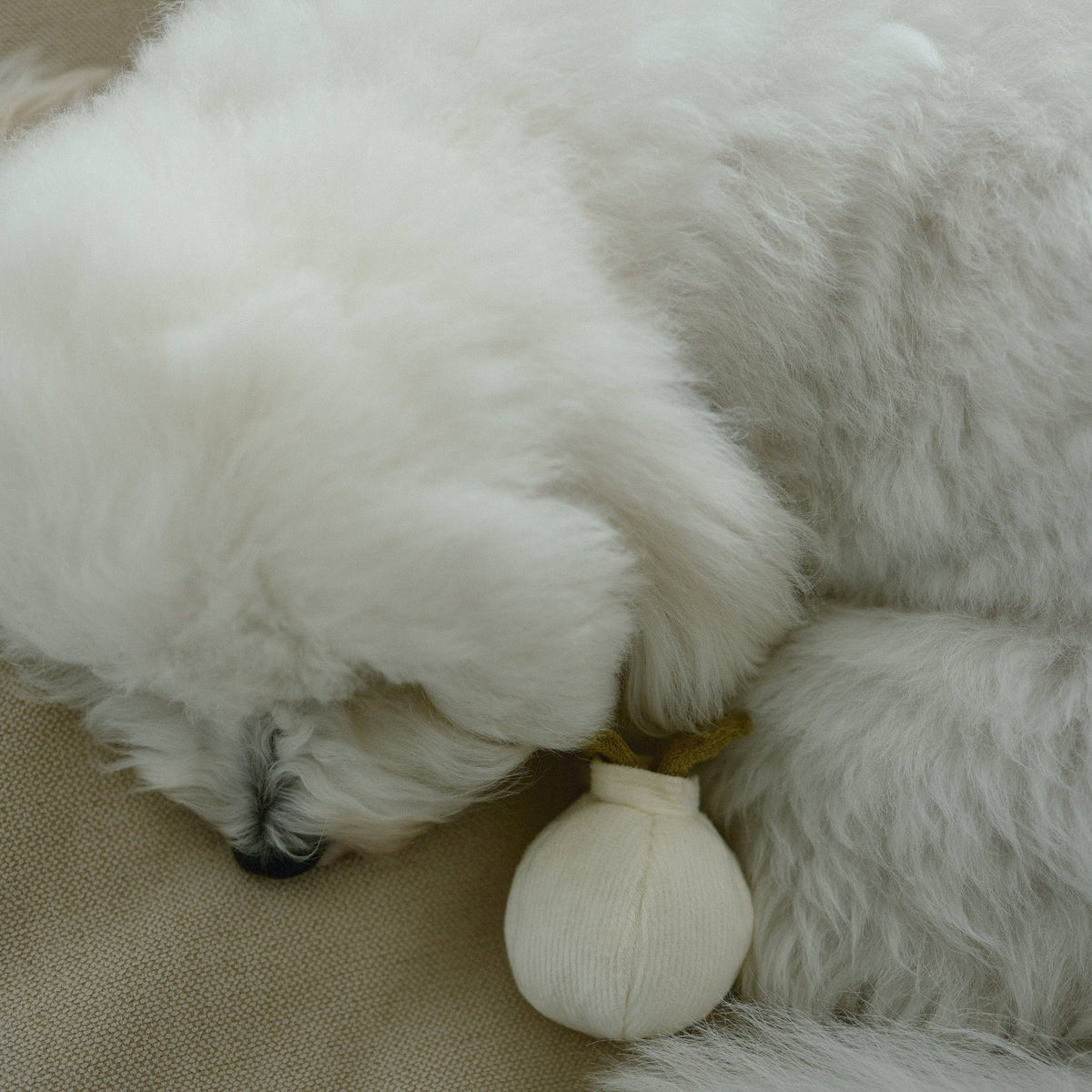 Gioco interattivo per cani GARLIC POP Mini – Lambwolf Collective