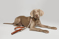 Guinzaglio Baseball Grey – Buddys Dogwear