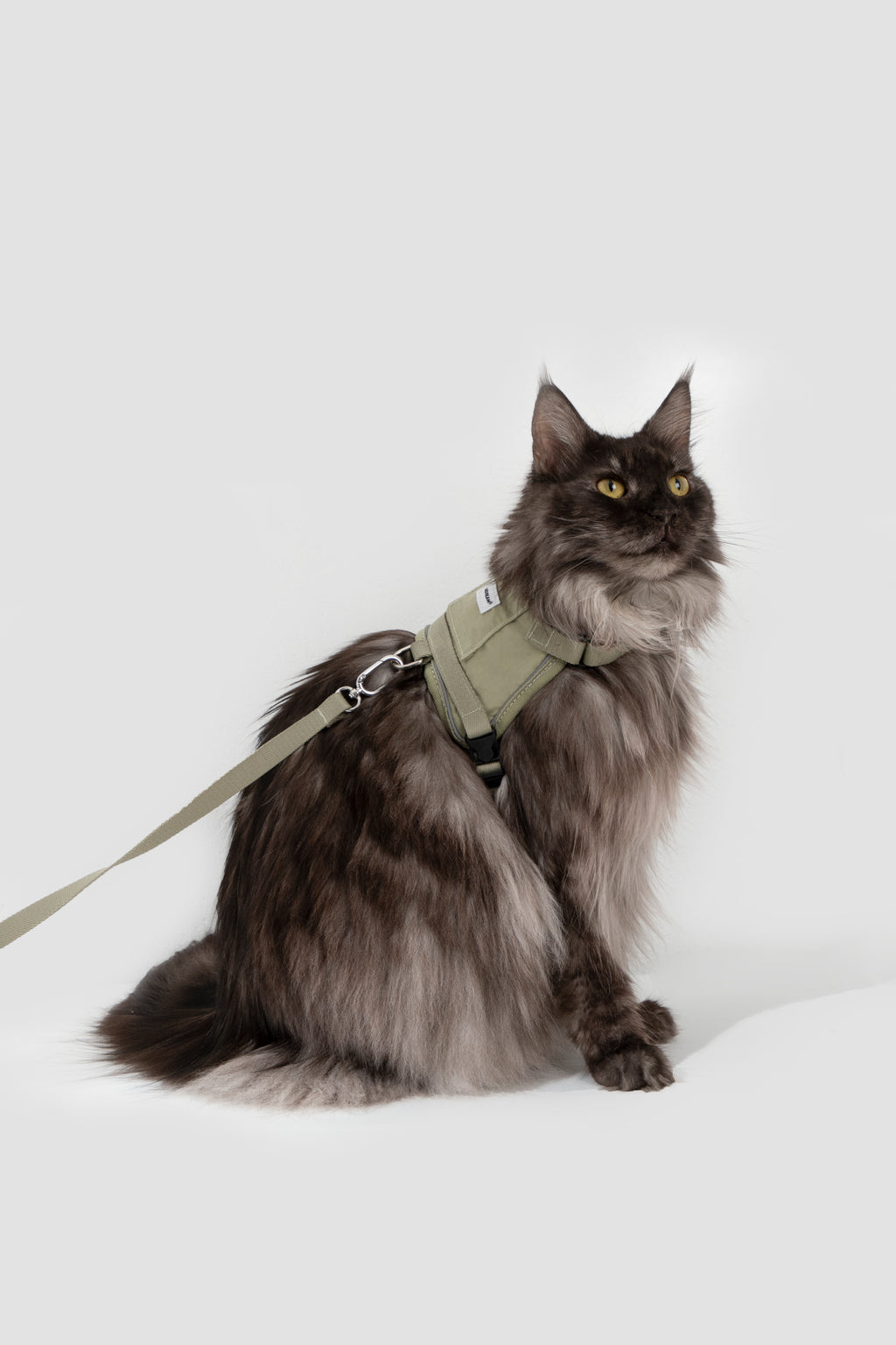 Katzengeschirr und Leine