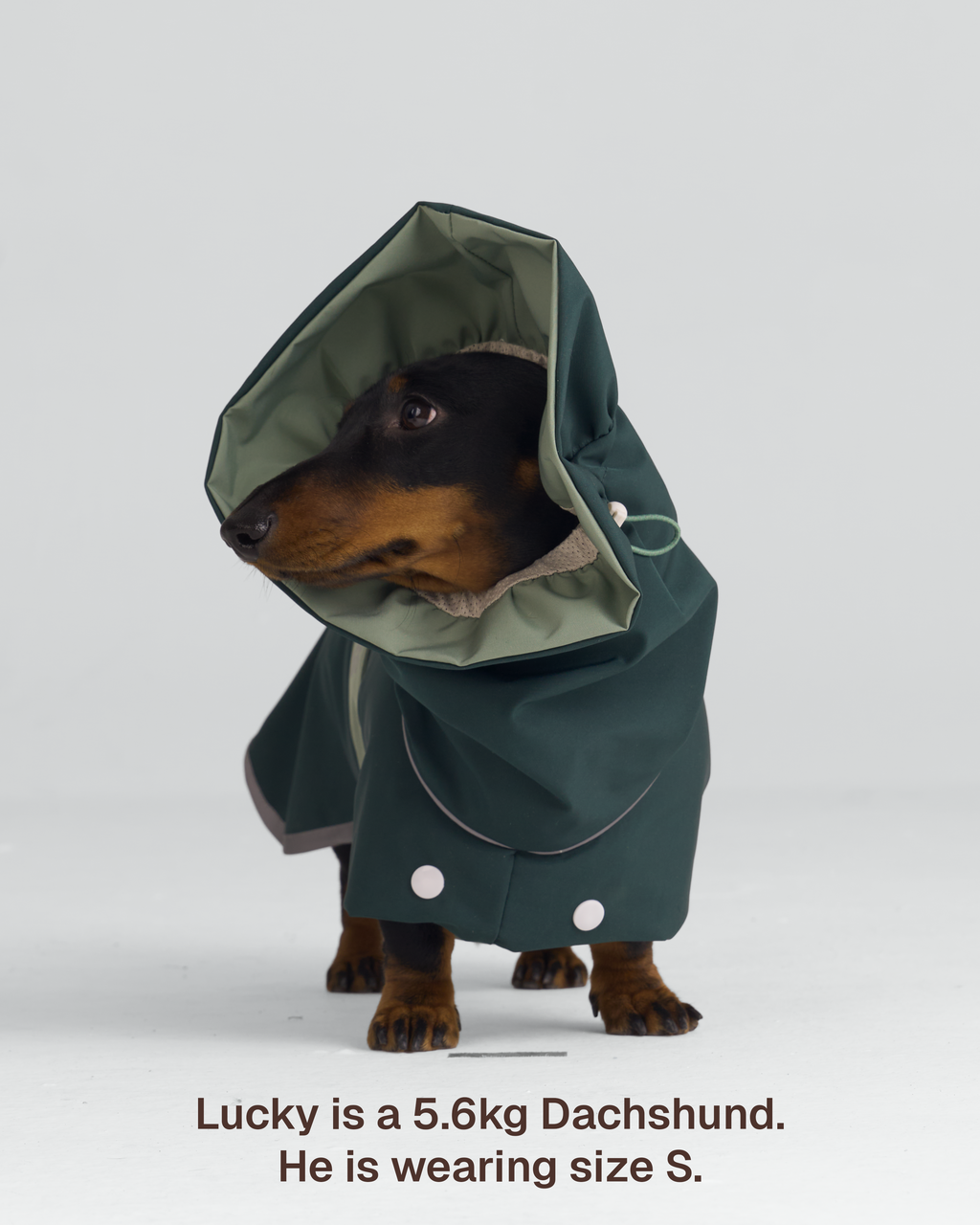Regenjacke für Hunde Heath – Zumizumi