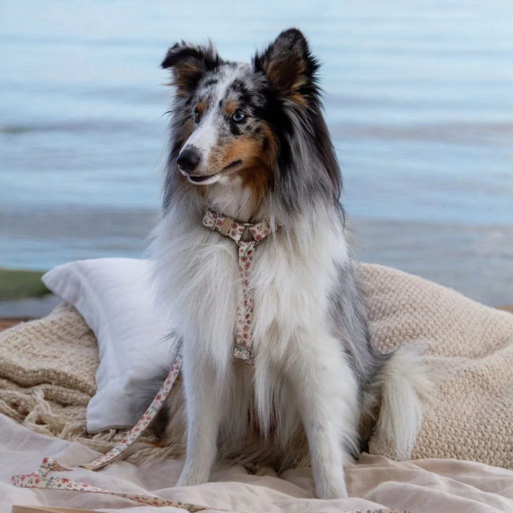Pettorina ergonomica per cani Midsummer – MINLA