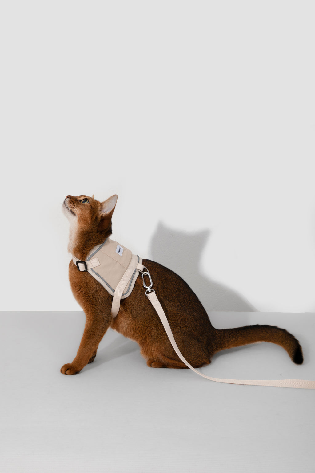 Katzengeschirr und Leine