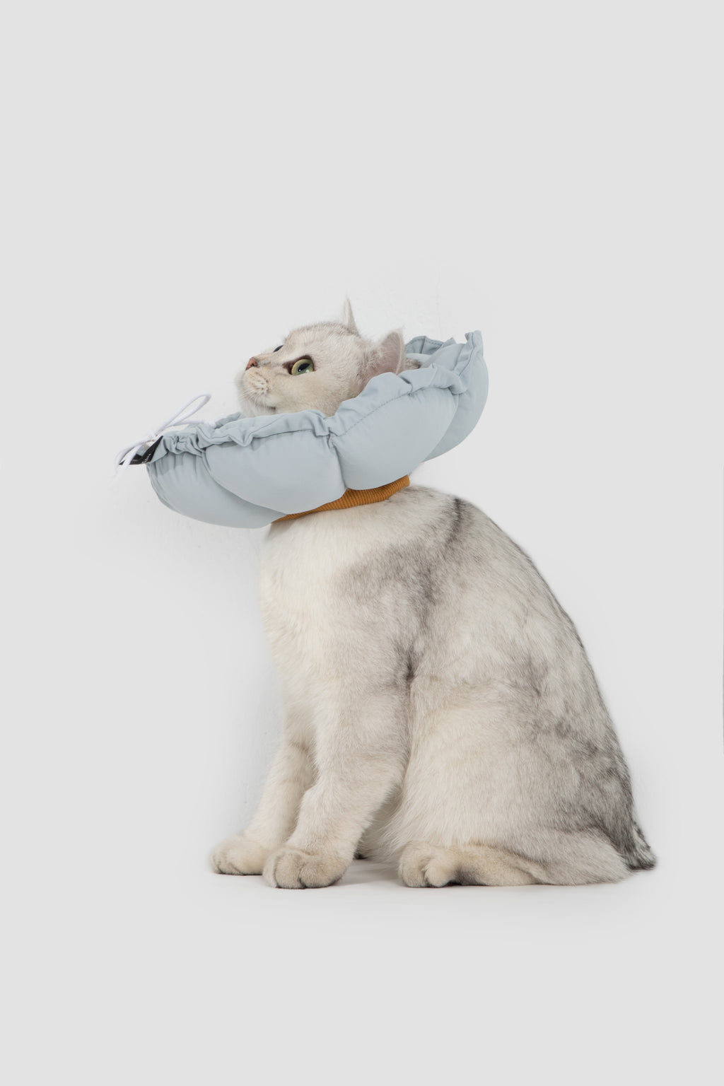 Collare Elisabettiano Morbido a Forma di Fiore
