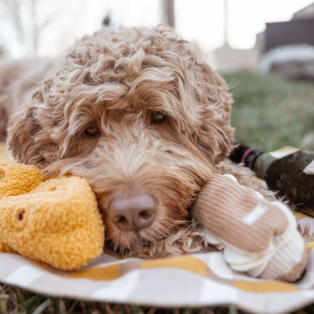 CHEESE //Enriching Toy