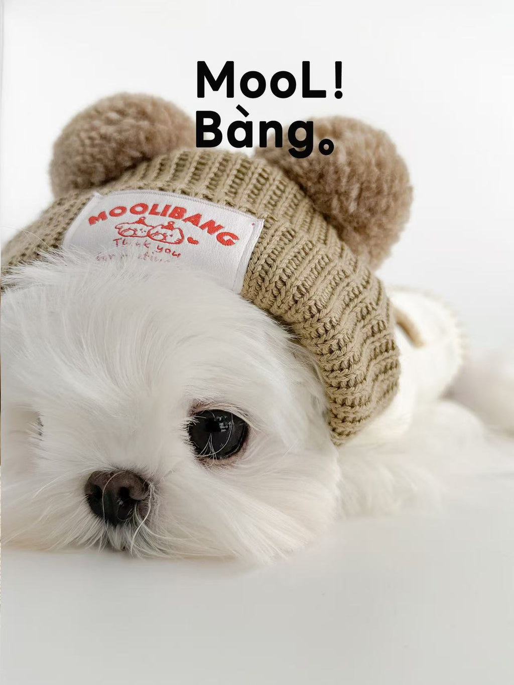 Kapuzenpullover für Hunde „Rilakkuma Bär“