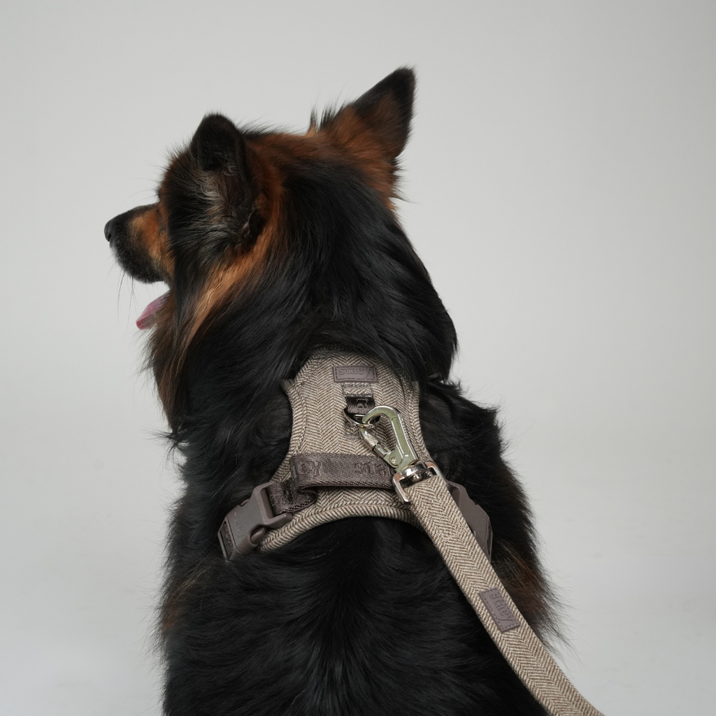 Elma Dog Leash | Mocca: Medium
