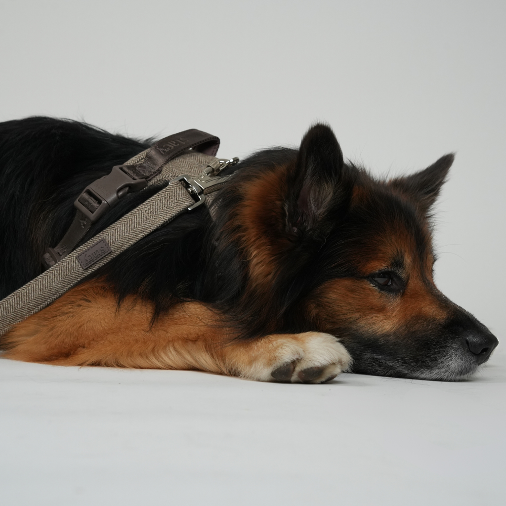 Elma Dog Leash | Mocca: Medium