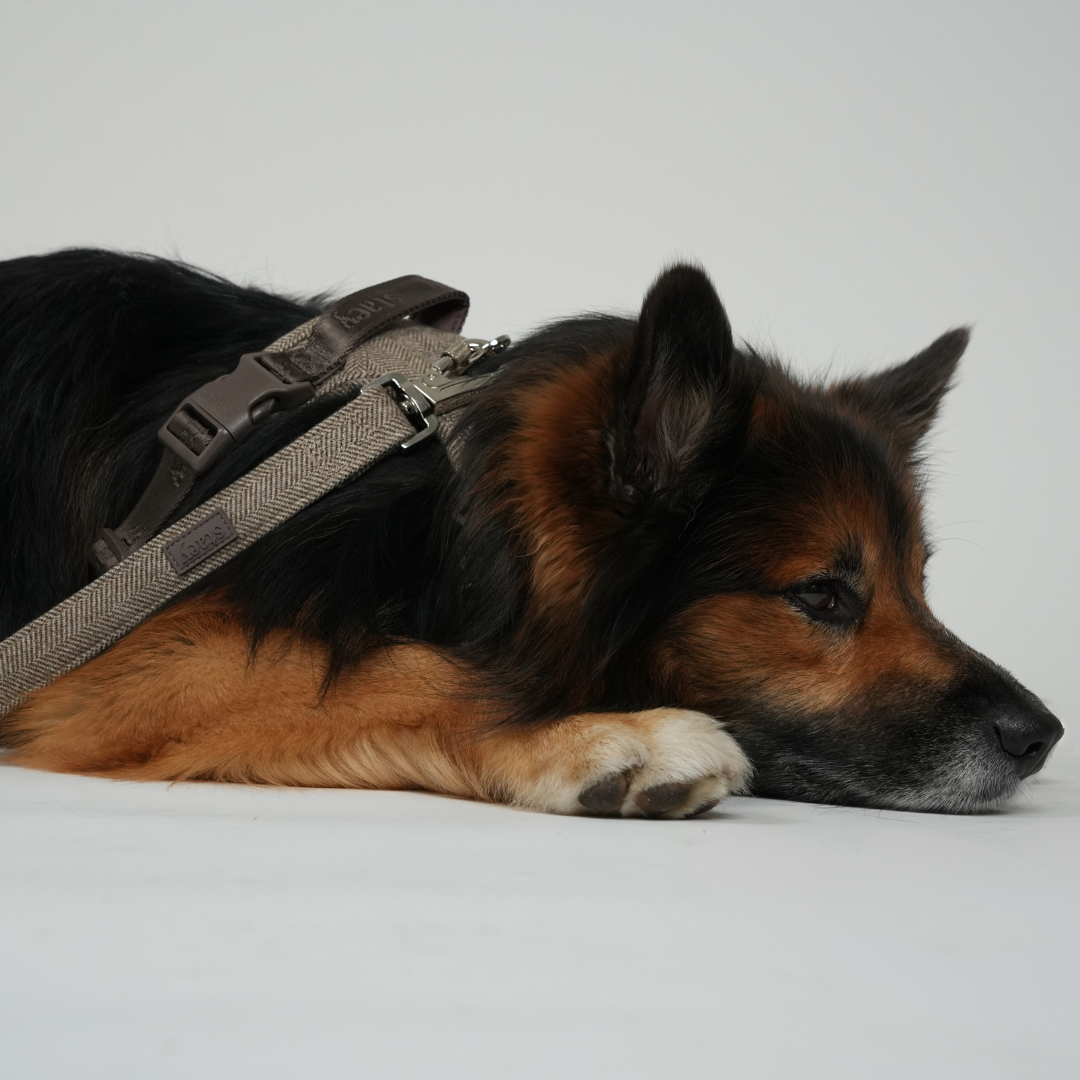 Elma Dog Leash | Mocca: Medium