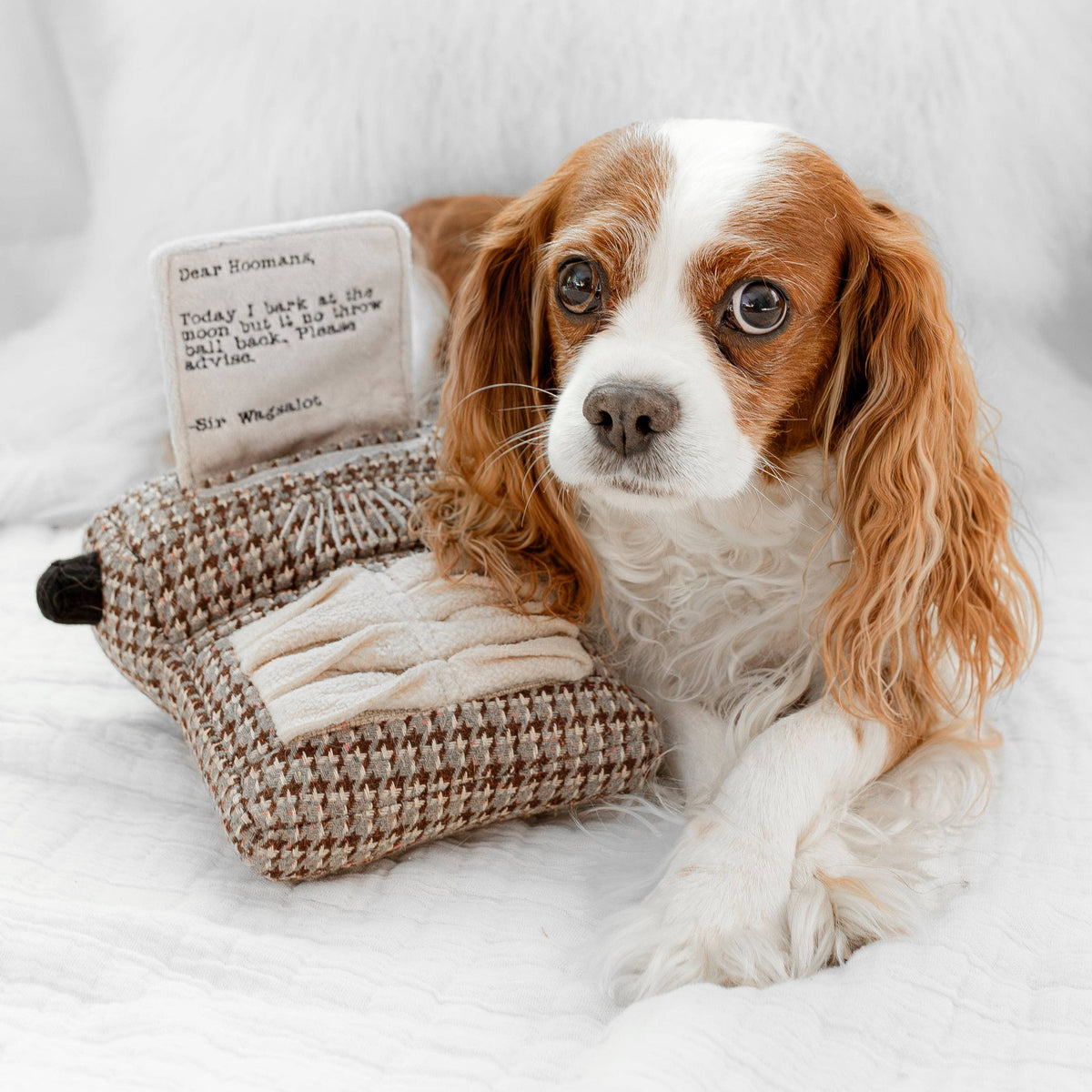 Gioco educativo per cani TYPEWRITER – Lambwolf Collective