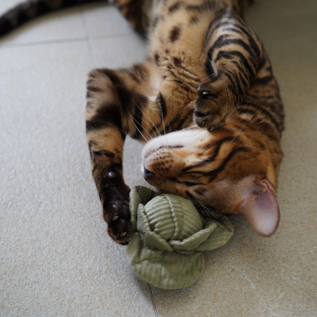 Gioco con erba gatta KITTY VEGGIE SET – Lambwolf Collective