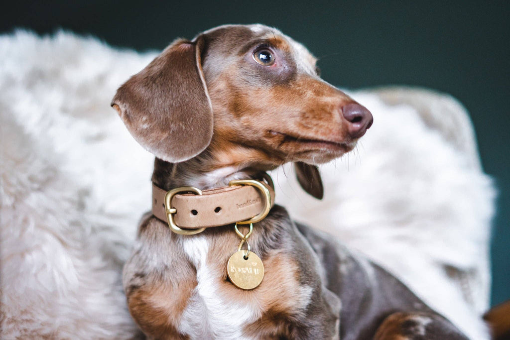Collare in pelle per cani Fir Marrone, Taglia XS – BAND&ROLL