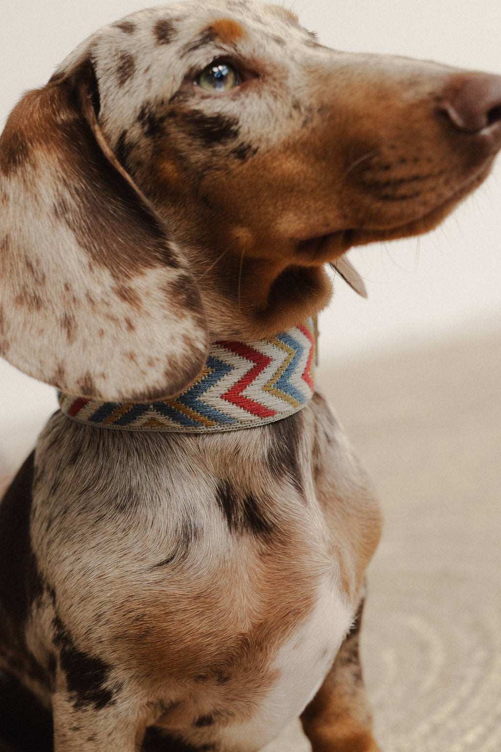 Collare Naya ZigZag – Buddys Dogwear