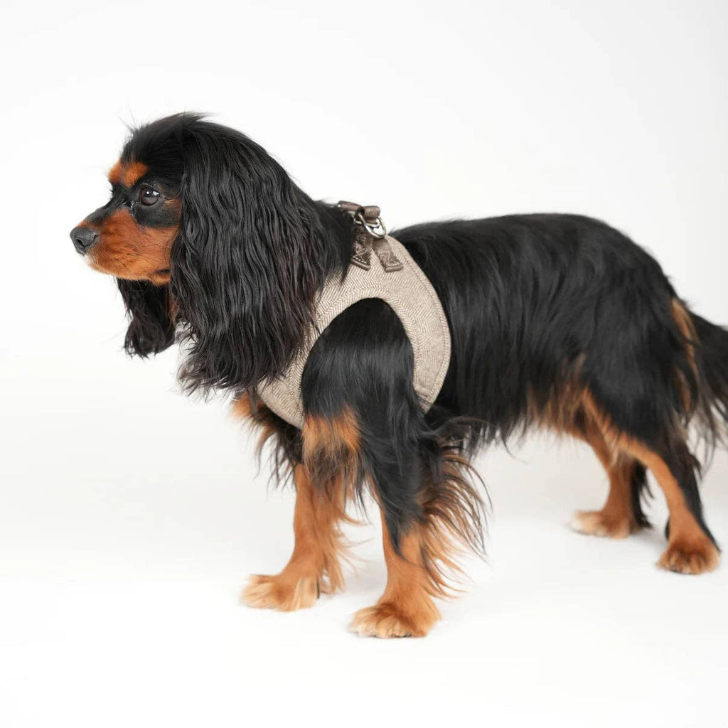 Hundegeschirr Step-In Saga | Mokka: M
