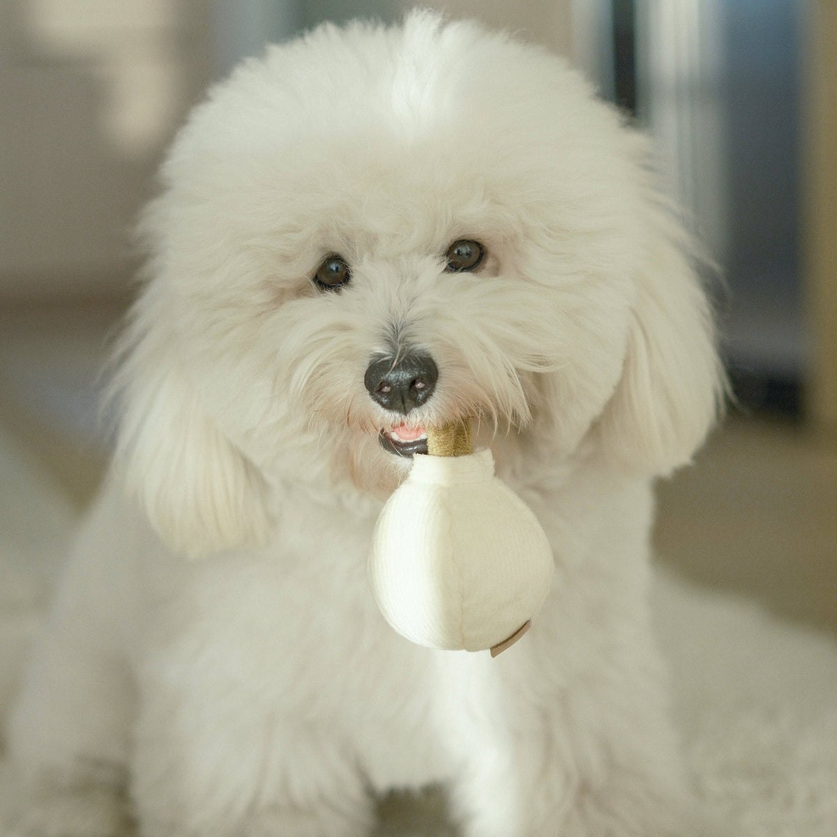 Gioco interattivo per cani GARLIC POP Mini – Lambwolf Collective