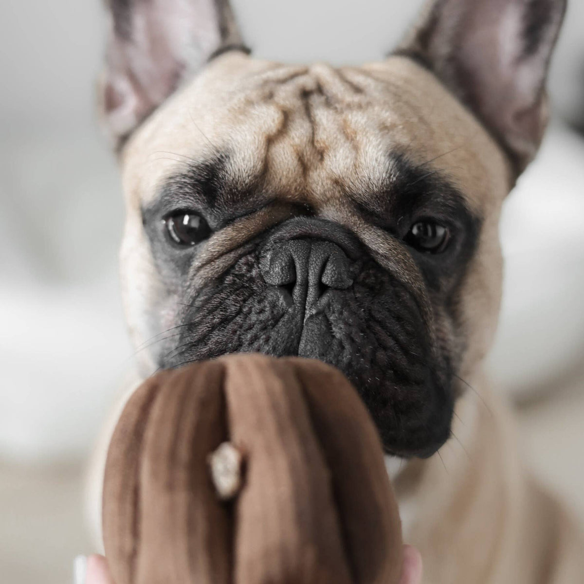 Gioco olfattivo con squeaker per cani CANELÉ – Lambwolf Collective