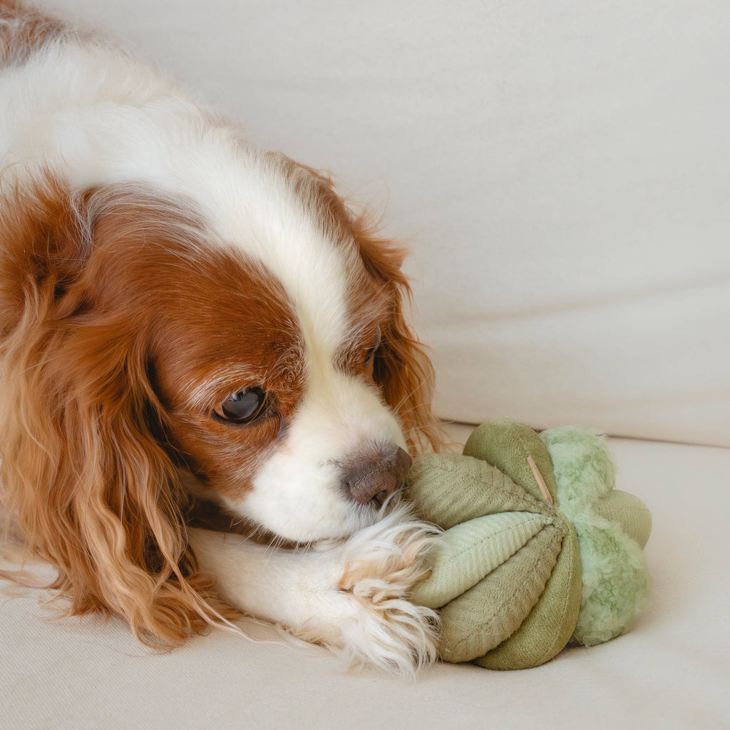 Beschäftigungsspielzeug für Hunde TOTO Small Grün – Lambwolf Collective