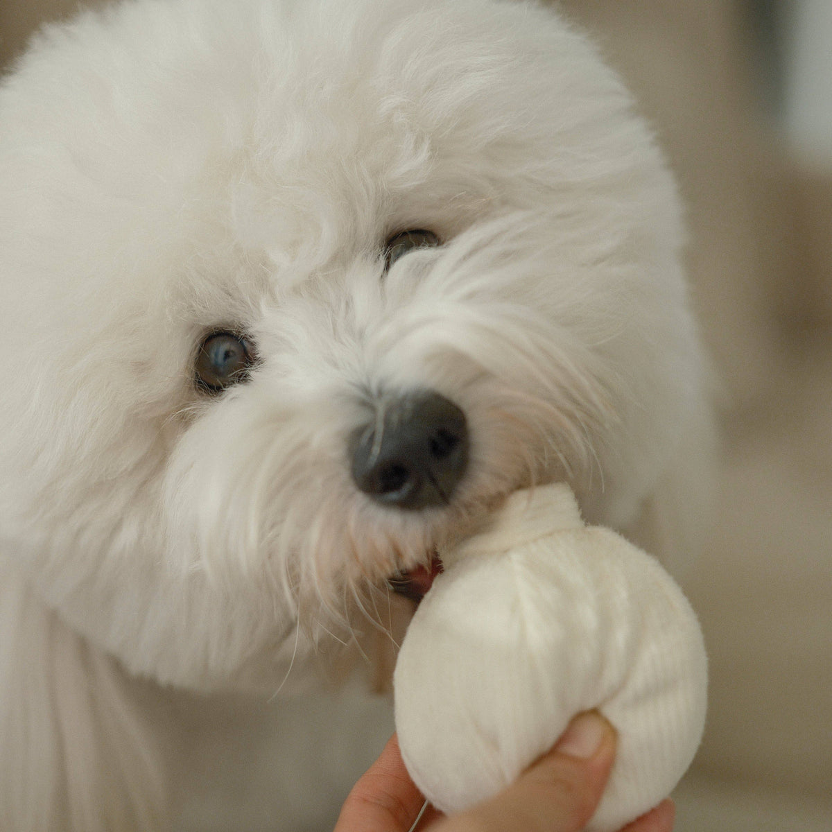 Gioco interattivo per cani GARLIC POP Mini – Lambwolf Collective