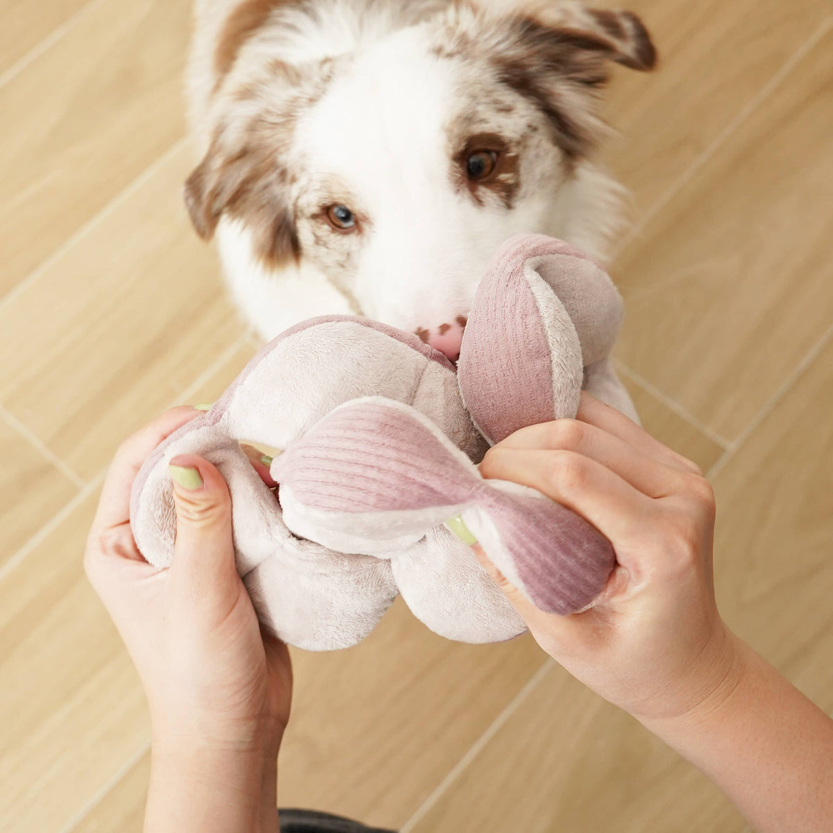 Gioco olfattivo per cani MONTI Silent Viola – Lambwolf Collective