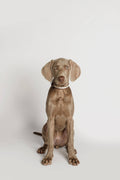 Collare Baseball Grey – Buddys Dogwear
