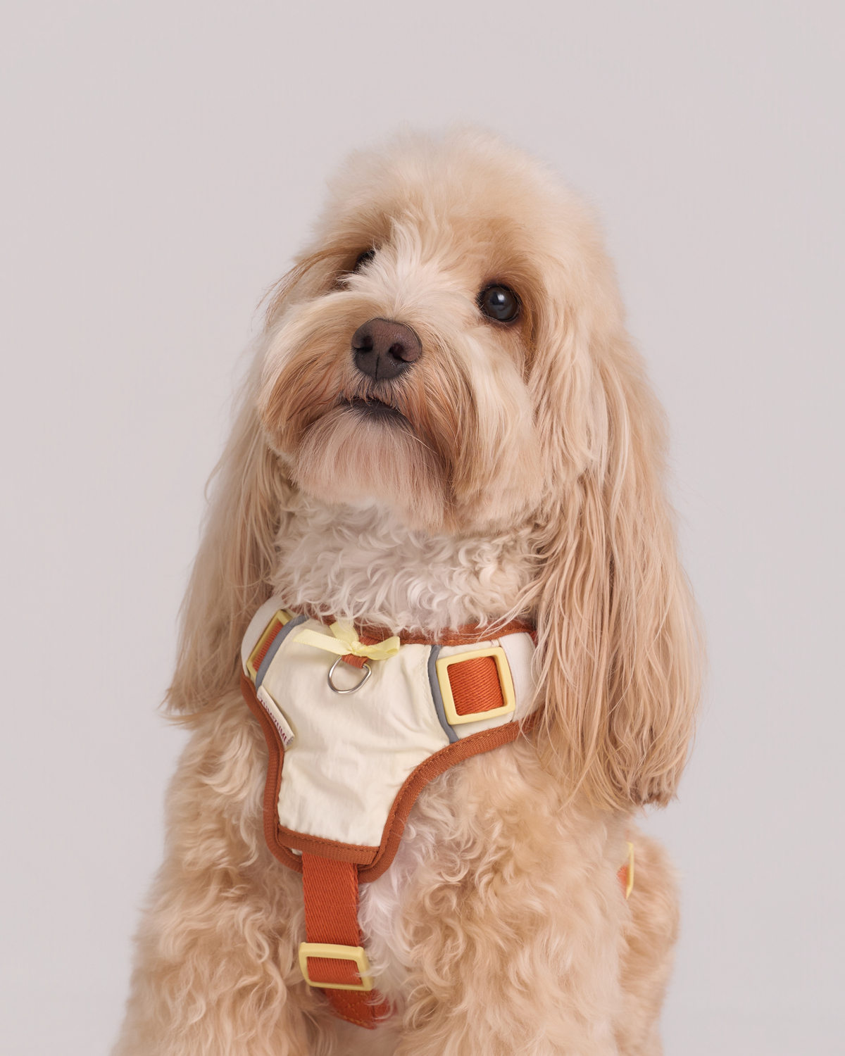 Pettorina Step-In Chelsea – Zumizumi