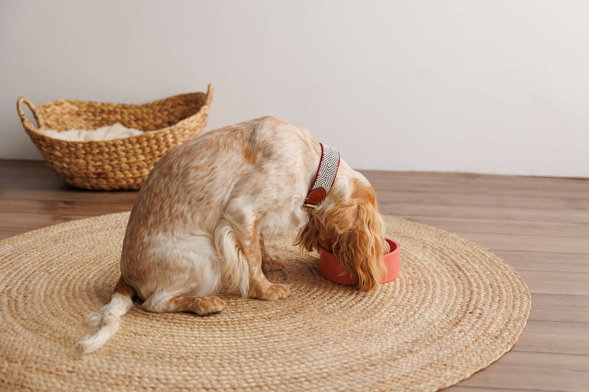 Collare Capri Beach Day – Buddys Dogwear