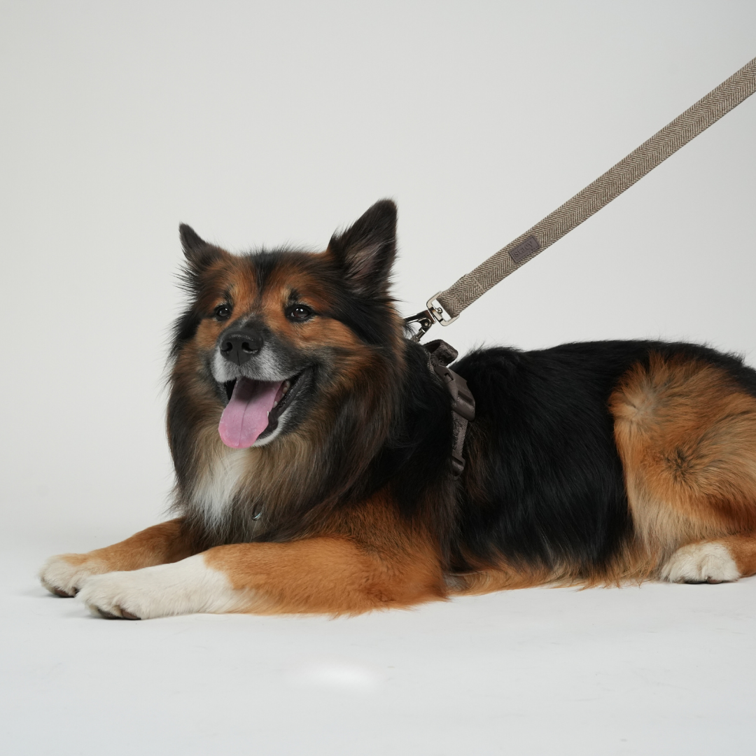 Elma Dog Leash | Mocca: Medium