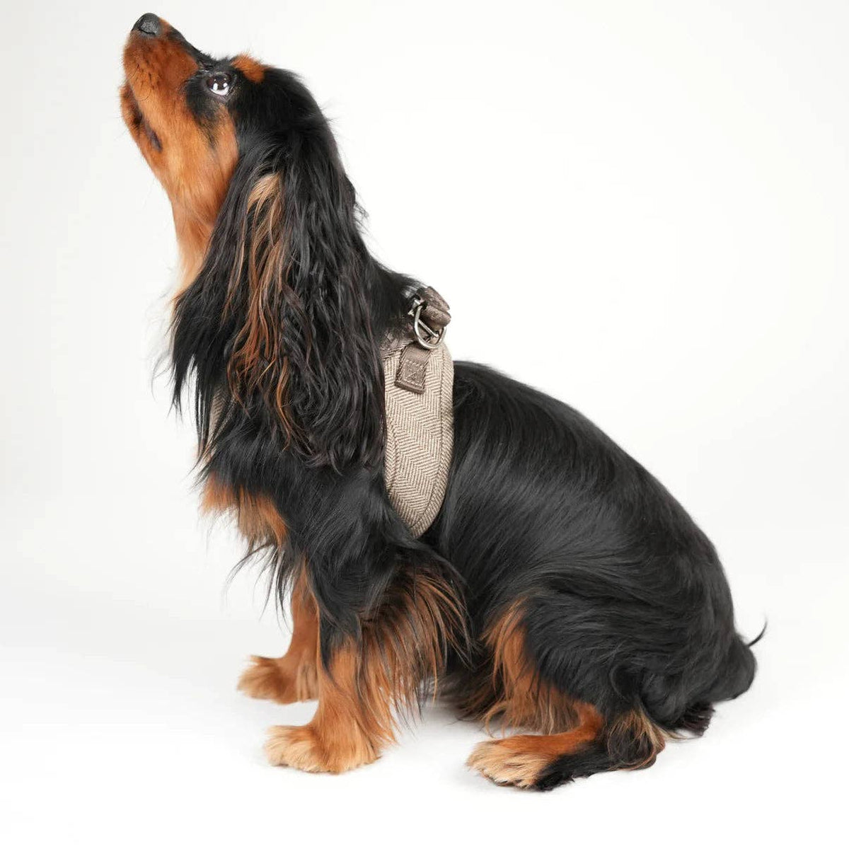 Hundegeschirr Step-In Saga | Mokka: M