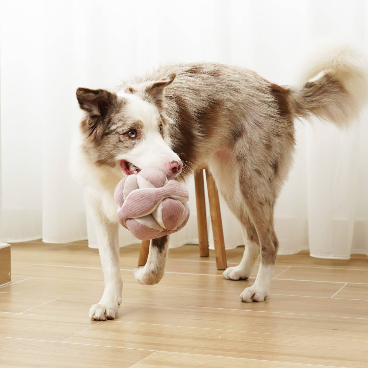 Gioco olfattivo per cani MONTI Silent Viola – Lambwolf Collective