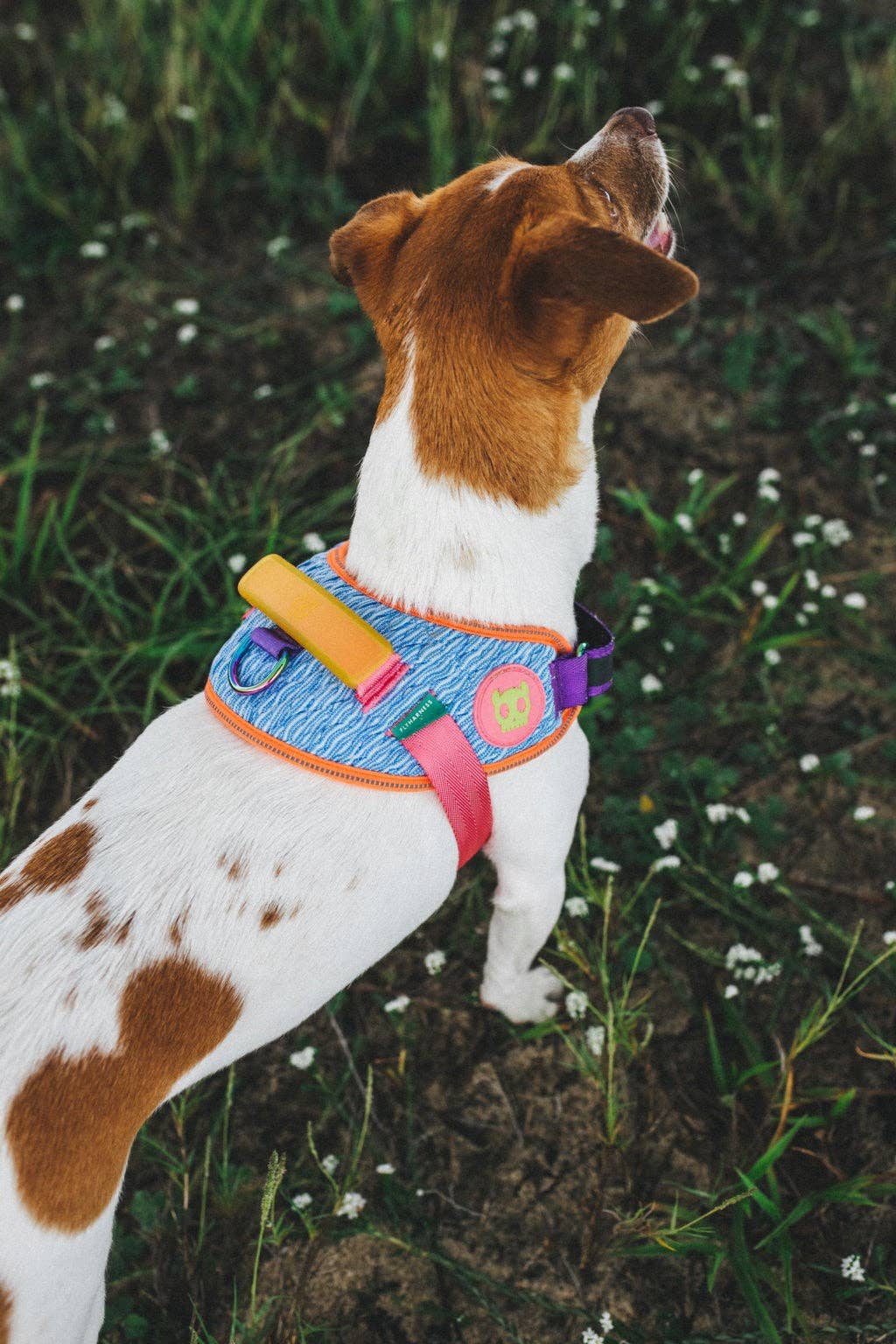Pettorina con maniglia FlyHarness Galaxy – Zee.Dog